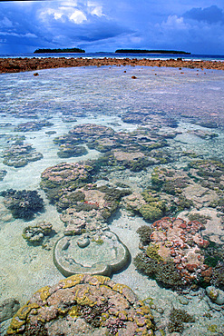 Coral reef during low tide in lagoon, Mili, Marshall Islands (N. Pacific).