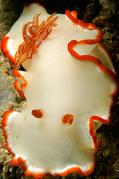 Dorid nudibranch, Glossodoris averni, La Laguna, Puerto Galera, Mindoro, Philippines.