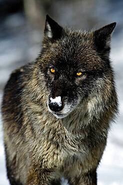 Black phase Gray Wolf (Canis lupus) Grey Wolf Portrait in fresh snow, Montana, USA.