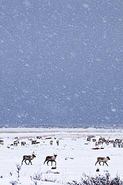 Caribous in winter landscape