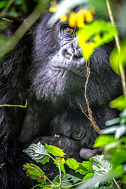 The eyes of a Mountain Gorilla (Gorilla beringei beringei) of the Muhoza group, peak out from behind foliage, in Volcanoes National Park, Virunga mountain range, Rwanda