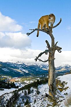 Mountain Lions in the mountains of Montana, United States