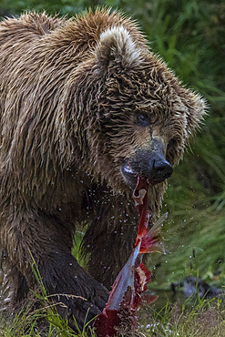 Adult brown bear eats fished salmon in Katmai, Alaska