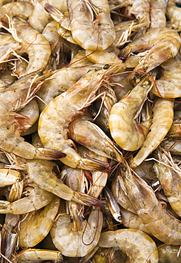 Fresh shrimp for sale in the shrimp market in downtown Mazatlan, Sinaloa, Mexico.