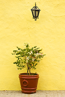 Bougainvillea plant, lamp and yellow wall; Cosal·, Sinaloa, Mexico.