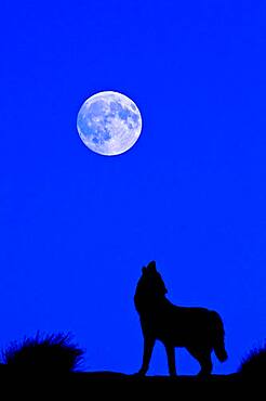 Digital composite of Gray Wolf (Canis lupus) silhouette Grey Wolf howling at the full moon in Monument Valley, Arizona, USA.