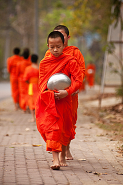 Young Buddhist monks on their morning procession for offerings of food near a monastery in the Huay Kaew area of Chiang Mai, Thailand.