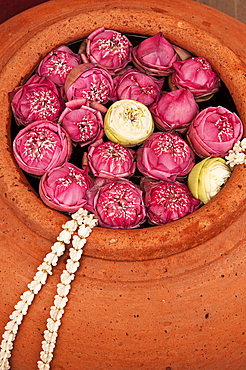 Lotus blossoms in terracotta pot at Siam Niramit; Bangkok, Thailand.