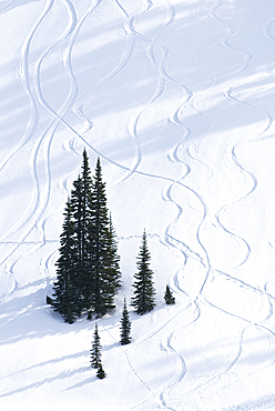 Trees and tracks in snow, Paradise Valley; Mount Rainier National Park, Washington.