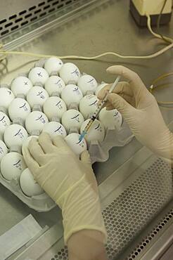 Avian influenza research