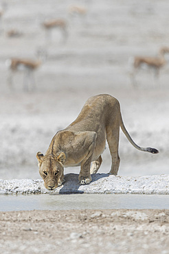 A lioness (panthera leo) drinking in a waterhole at Etosha national park, Namibia.