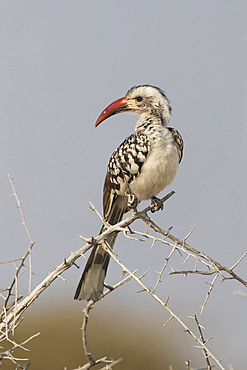 Damara hornbill (tockus damarensis) in Etosha National Park, Namibia