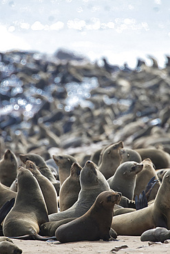 Afro-australian fur seal (Arctocephalus pusillus) in Cape Cross, Namibia