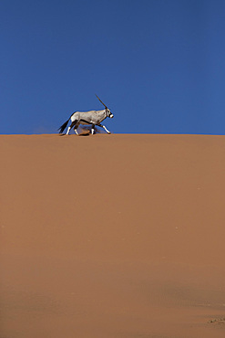 An oryx ( Oryx gazella) in the Namib desert, Namibia