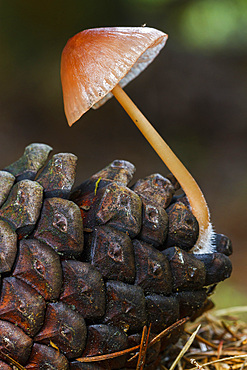 Pine cone mushroom (Mycena seynesii). Gorbea Natural Park. Alava, Spain, Europe