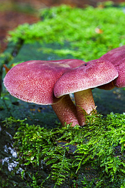 Plums and Custard or Red-haired agaric (Tricholomopsis rutilans) mushrooms. Gorbea Natural Park. Alava, Spain, Europe