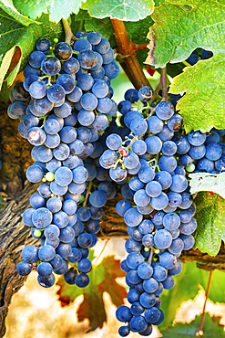 Sprig of grapes in a vineyard. Villamayor de Monjardin. Navarre, Spain, Europe