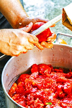 Man peeling tomatoes. Navarre, Spain, Europe