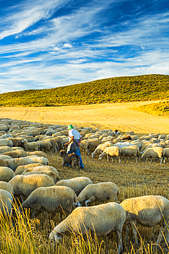 Flock of sheep and shepherd in a cereal land. Tierra Estella county. Navarre, Spain, Europe