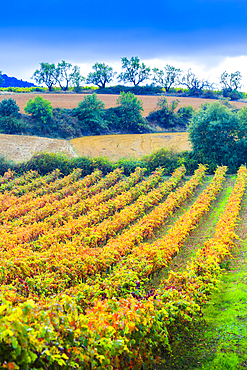 Vineyard in autumn. Ayegui, Navarre, Spain, Europe