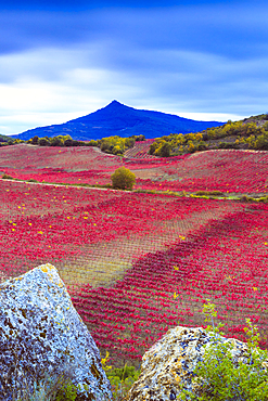 Vineyard in autumn. Ayegui, Navarre, Spain, Europe