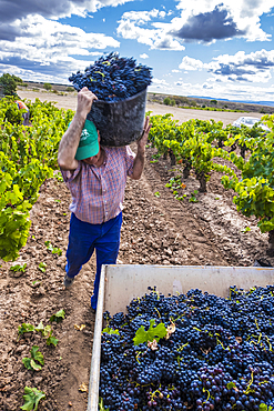 Grape harvest. Bargota, Navarre, Spain, Europe