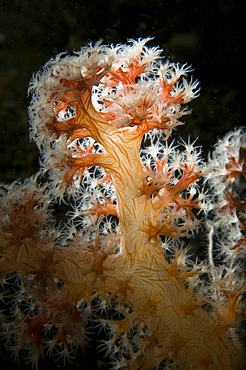 Backlit soft coral, Dendronephthya sp., Lembeh Strait, Manado, North Sulawesi, Indonesia, Pacific Ocean