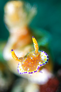 Ceratosoma tenue nudibranch, Beangabang Bay, Pantar Island, Nusa Tenggara, Indonesia, Pacific Ocean