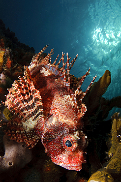 Shortfin lionfish, Dendrochirus brachypterus, Twilight Zone, Laha, Ambon harbour, Banda Sea, Moluccus, Indonesia, Pacific Ocean