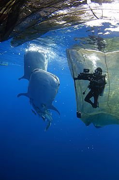 A diver films whale sharks, Rhincodon typus, under a fishing platform, these sharks are friends with the fishermen who hand feed them at Cendrawasih Bay, West Papua, Indonesia, Pacific Ocean