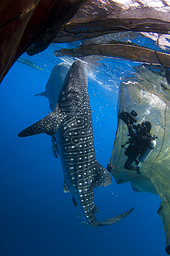 A diver films whale sharks, Rhincodon typus, under a fishing platform, these sharks are friends with the fishermen who hand feed them at Cendrawasih Bay, West Papua, Indonesia, Pacific Ocean