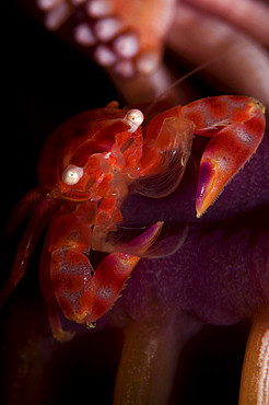 Four lobed porcelain crab in seapen, Lissoporcellana quadrilobata, Lembeh Strait, Manado, North Sulawesi, Indonesia, Pacific Ocean