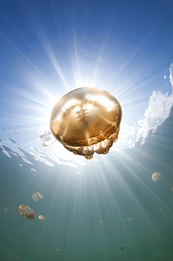 Sunrays illuminate a jellyfish, Mastigias sp., Jellyfish Lake, Kakaban Island, Berau, Kalimantan, Borneo, Indonesia, Pacific Ocean