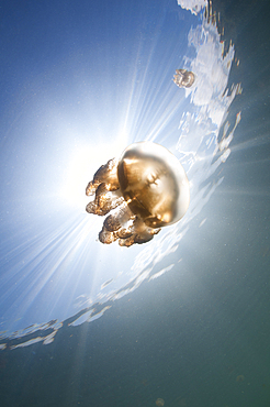 Sunrays illuminate a jellyfish, Mastigias sp., Jellyfish Lake, Kakaban Island, Berau, Kalimantan, Borneo, Indonesia, Pacific Ocean