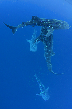 Whale Sharks, Rhincodon typus, under a fishing platform, these sharks are friends with the fishermen who hand feed them at Cendrawasih Bay, West Papua, Indonesia, Pacific Ocean