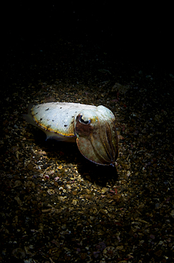 Cuttlefish in the spotlight, Sepia sp., Lembeh Strait, Manado, North Sulawesi, Indonesia, Pacific Ocean