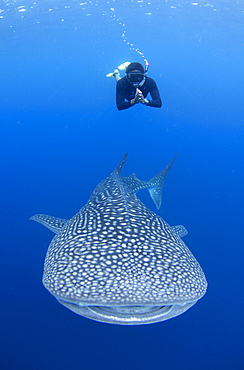 A snorkeler dives down with a whaleshark, Rhincodon typus, under a fishing platform, these sharks are friends with the fishermen who hand feed them at Cendrawasih Bay, West Papua, Indonesia, Pacific Ocean