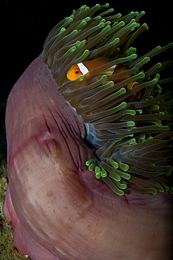 False clown anemonefish, Amphiprion ocellaris, in a magnificent anemone, Heteractis magnifica, Lembeh Strait, Bitung, Manado, North Sulawesi, Indonesia, Pacific Ocean