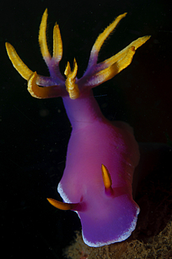 Hypselodoris sp., nudibranch portrait, Bima Bay, Sumbawa Island, Nusa Tenggara, Indonesia, Pacific Ocean