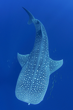 A single whaleshark swims near the surface, Rhincodon typus, Cendrawasih Bay, Papua Province, Indonesia, Pacific Ocean