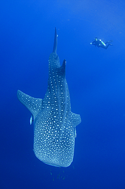 A diver interacts with a whaleshark, Rhincodon typus, under a bagan, a traditional style of fishing boat, Cendrawasih Bay, Papua Province, Indonesia, Pacific Ocean