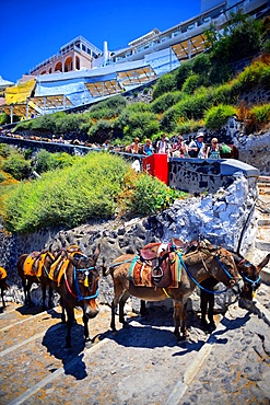 Mule taxis and donkey riding in Fira, Santorini, a cruel tradition that contributes to animal abuse, according to many animal welfare organisations.