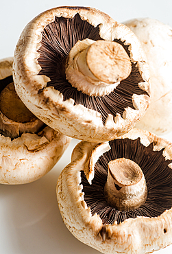 macro shot of some Paris Mushrooms