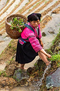 A woman of the Red Yao ethnic minority carries a basket as she climbs the Ping'an rice terraces, China.