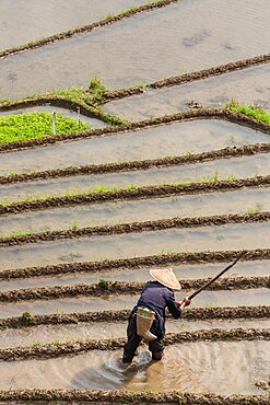 A farmer works to clear the rice paddies in the Ping'an section of the Longshen rice terraces in China.