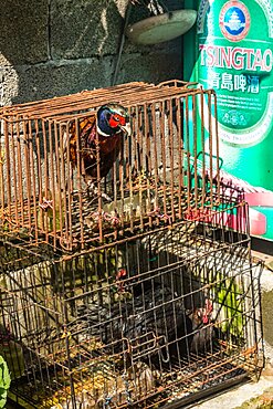 A pheasant and chickens for sale in cages on the street in Longshen, China.