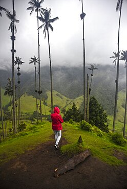 The Cocora Valley (Spanish: Valle de Cocora) is a valley in the department of Quindio, just outside the pretty little town of Salento, in the country of Colombia,