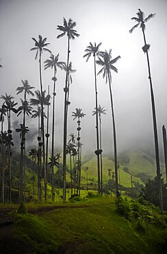 The Cocora Valley (Spanish: Valle de Cocora) is a valley in the department of Quindio, just outside the pretty little town of Salento, in the country of Colombia,