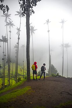 The Cocora Valley (Spanish: Valle de Cocora) is a valley in the department of Quindio, just outside the pretty little town of Salento, in the country of Colombia,