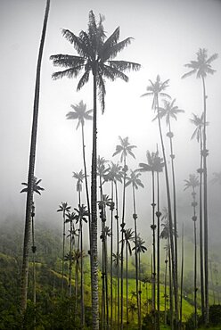 The Cocora Valley (Spanish: Valle de Cocora) is a valley in the department of Quindio, just outside the pretty little town of Salento, in the country of Colombia,